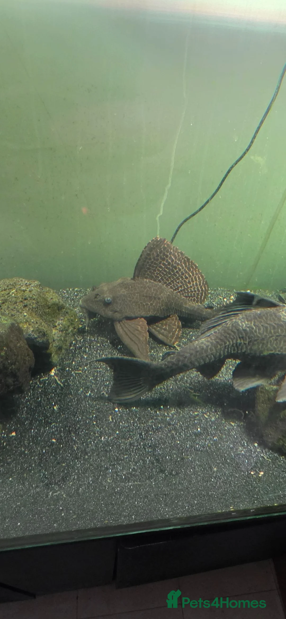 Plecos fish for sale: Variety Of Fish - Advert 2