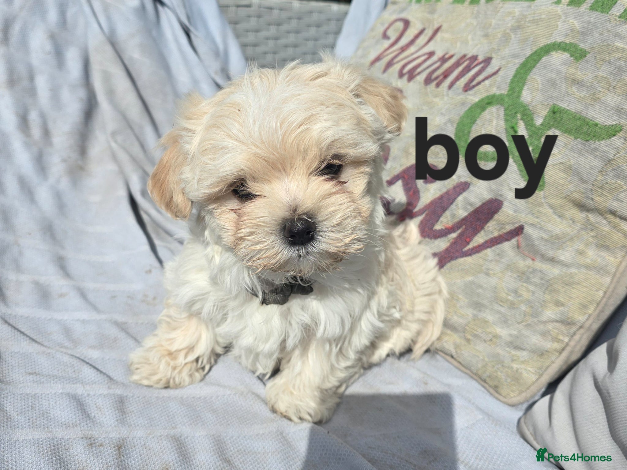 Maltipoo dogs  Extra small Korean Toy Maltipoo baby's  - Advert 2