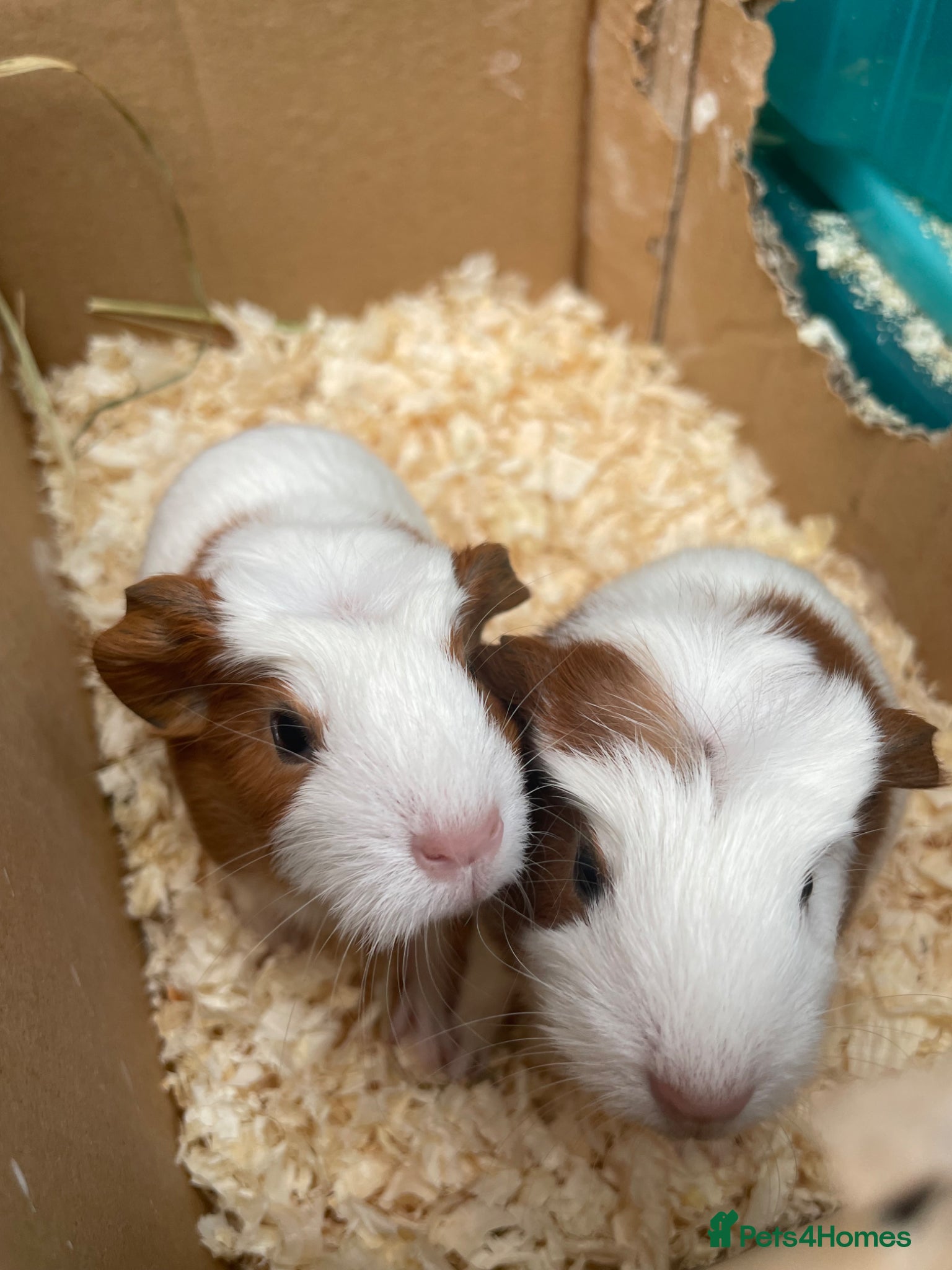 Guinea Pig rodents for sale: Gorgeous guinea pigs  - Advert 1