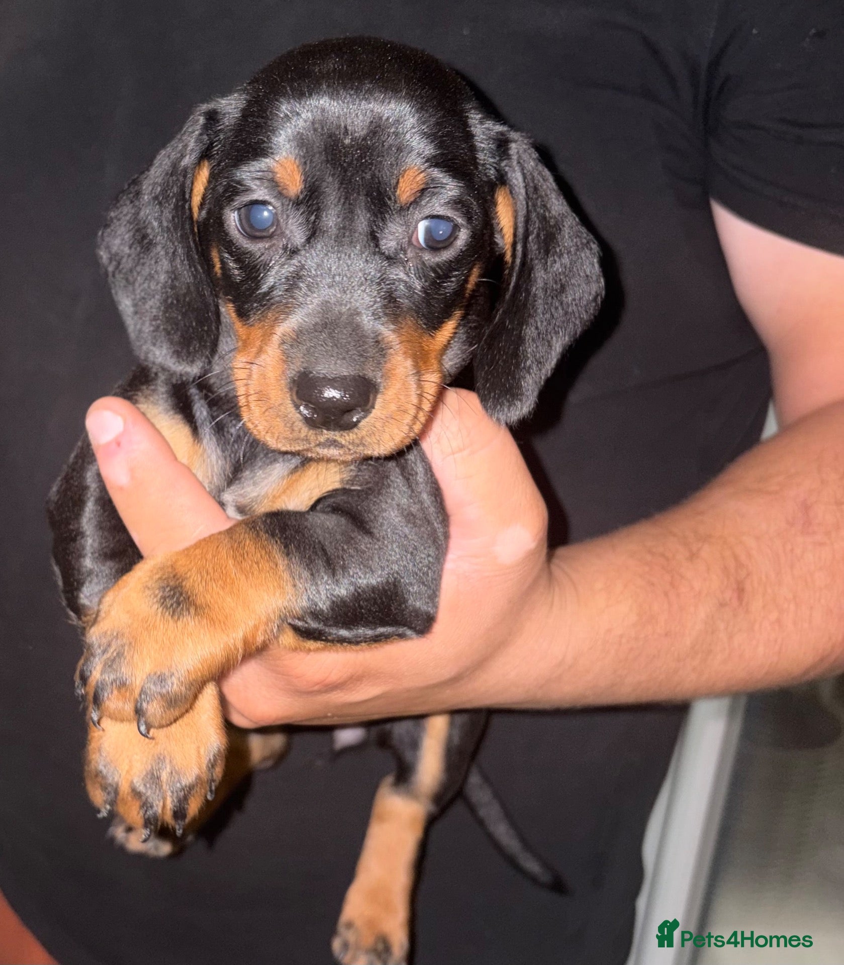 Dachshund dogs Dachshund puppies ready to go! - Advert 2