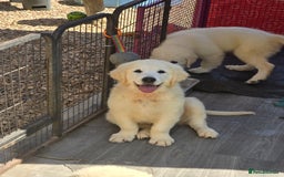 Golden Retriever dogs for sale: Outstanding KC cream golden Retriever puppies in Boston - Image 2