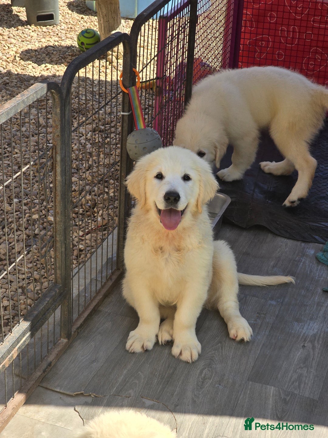 Golden Retriever dogs for sale: Outstanding KC cream golden Retriever puppies in Boston - Image 2