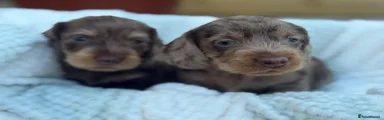 Dachshund 4