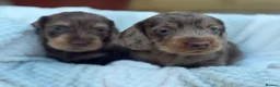 Dachshund dogs for sale: Standard Wire Haired Dachshund Puppies - Advert 8