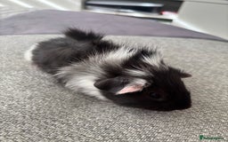 Guinea Pig rodents for sale: Female baby Guinea Pigs - Image 2