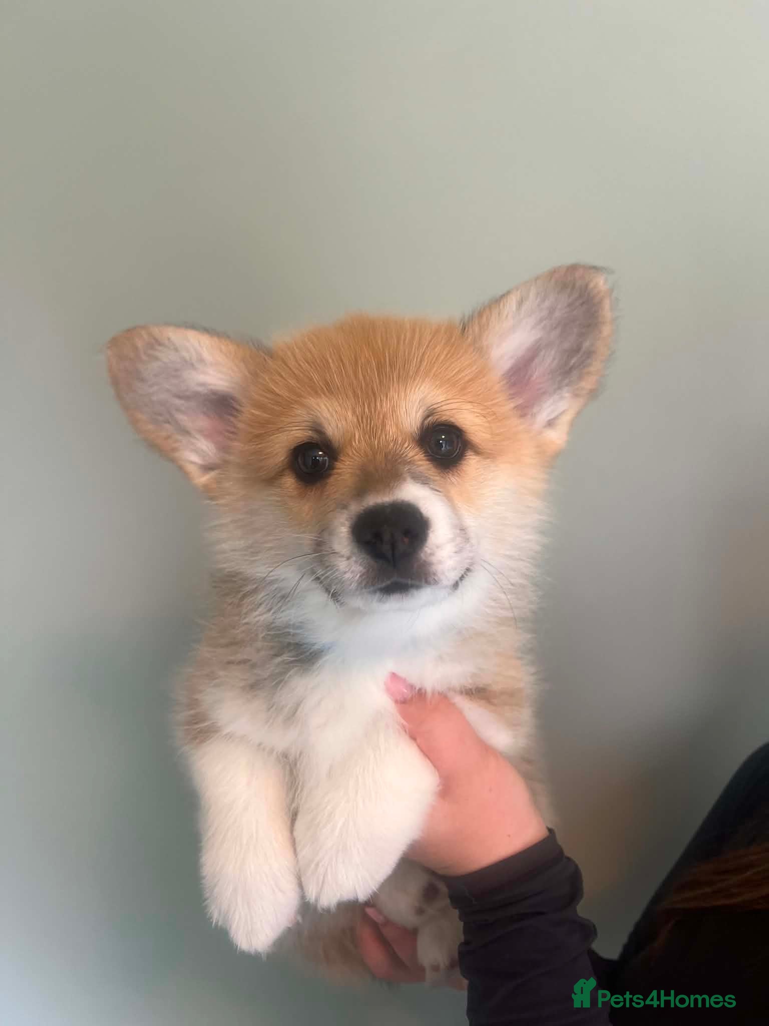 Welsh Corgi Pembroke dogs Pembroke Corgi puppies - Advert 8