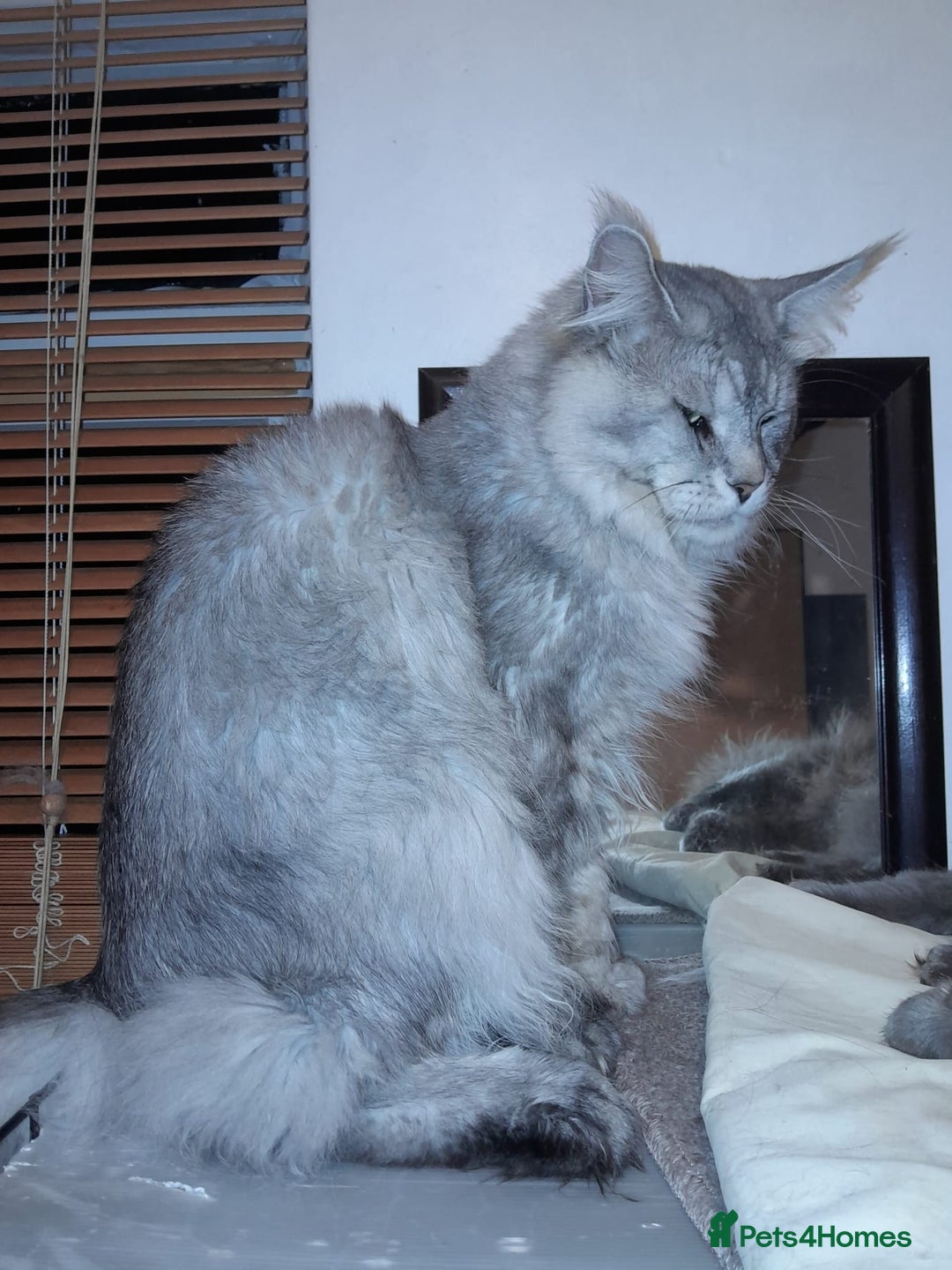 Maine Coon cats for sale: Polydactyl SolidBlue/BlackSilver Girls Maine Coon - Advert 21