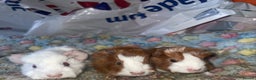 Guinea Pig rodents for sale: 3 beautiful boars.  - Advert 3