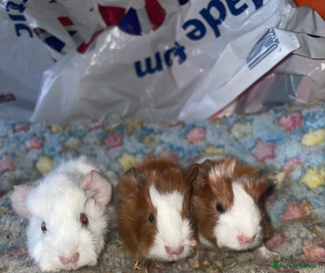 Guinea Pig rodents for sale: 3 beautiful boars.  - Advert 3
