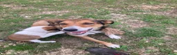 Welsh Collie dogs for sale: Welsh sheepdog puppies for sale  - Advert 20