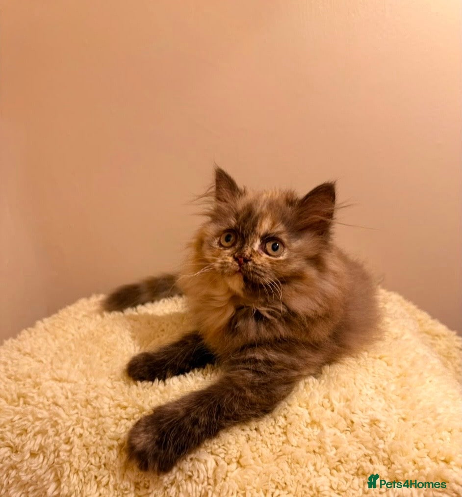 British Longhair cats Enchanting Chocolate British longhair female✨ - Advert 8
