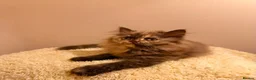 British Longhair cats for sale: Enchanting Chocolate British longhair female✨ - Advert 6