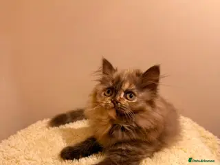 British Longhair cats Enchanting Chocolate British longhair female✨ - Advert 8