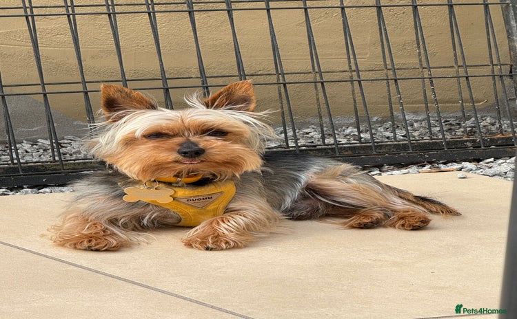 Yorkshire Terrier dogs - Advert 2