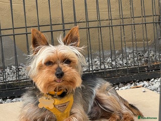 Yorkshire Terrier dogs - Advert 6