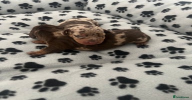 Dachshund dogs - Advert 15
