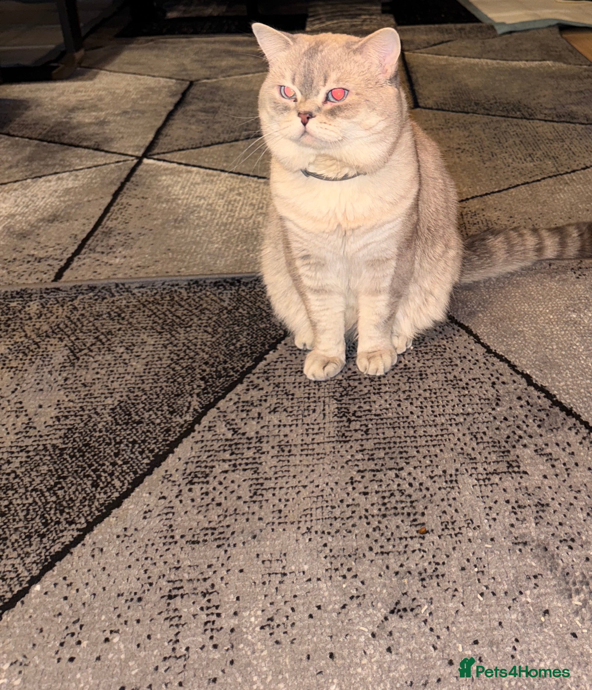 Scottish Fold cats Lovely Scottish Straight boy for stud - Advert 2