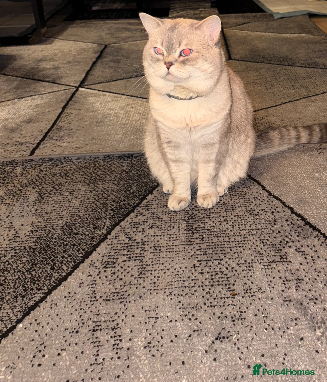 Scottish Fold cats for stud: Lovely Scottish Straight boy for stud in Milton Keynes - Advert 2