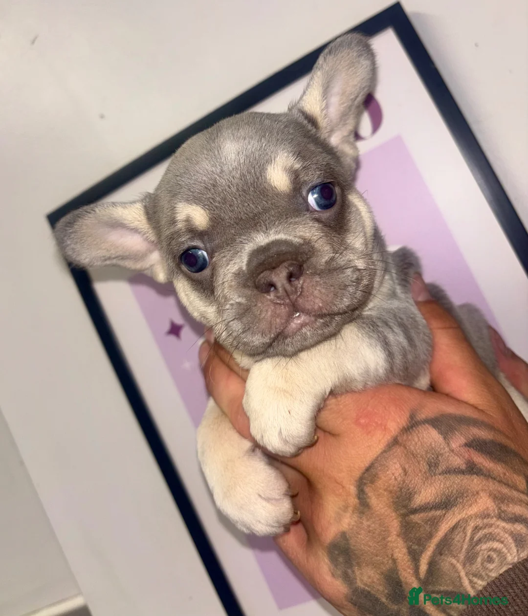 French Bulldog dogs for sale: ONLY 1 GIRL LEFT Healthy, chunky Frenchie pups 🐶 - Advert 2
