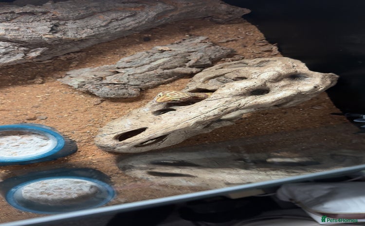 Leopard Gecko reptiles - Advert 3