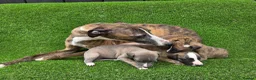 Whippet dogs for sale: Beautiful KC Registered Whippet Pups. - Advert 1
