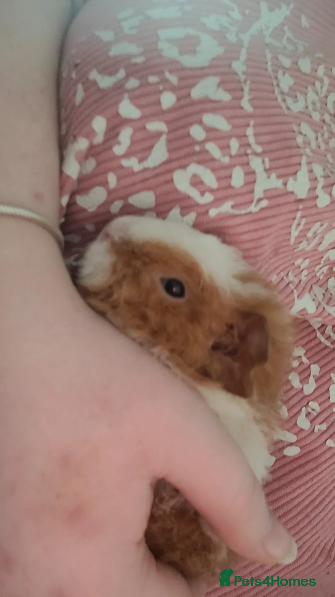 Guinea Pig rodents for sale: baby Guniea pigs for sale in Blackpool - Advert 3