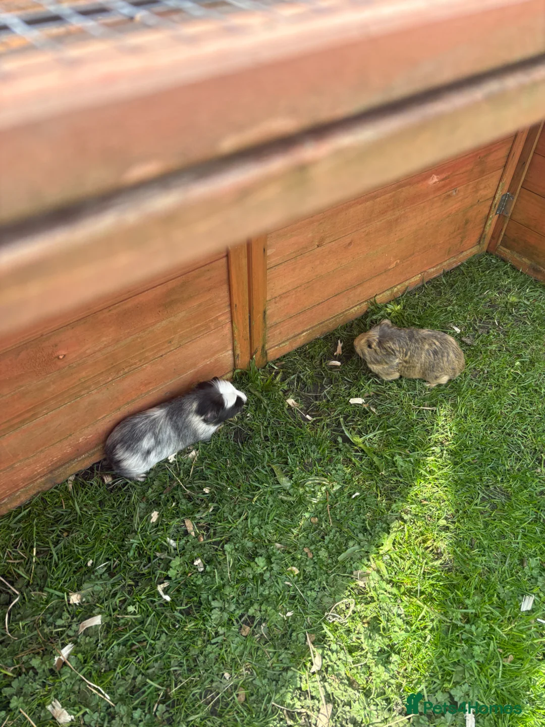Guinea Pig rodents for sale: Bonded boars brothers sheltie - Advert 1