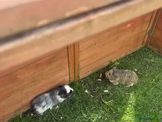 Guinea Pig rodents Bonded boars brothers sheltie - Advert 15