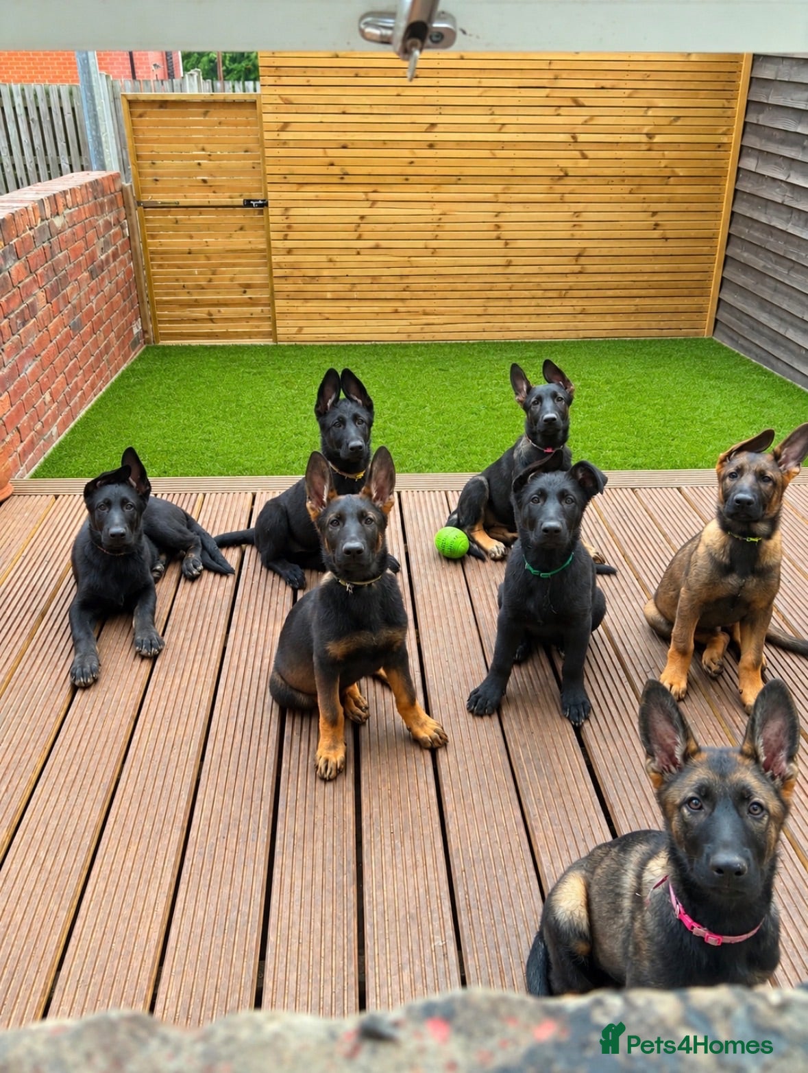 German Shepherd dogs Working Line GSD × Belgian Puppies – Ready Now - Advert 1