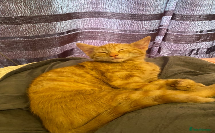 Mixed Breed cats - Advert 12
