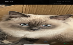 Ragdoll cats for sale: Beautiful female ragdoll - Image 2
