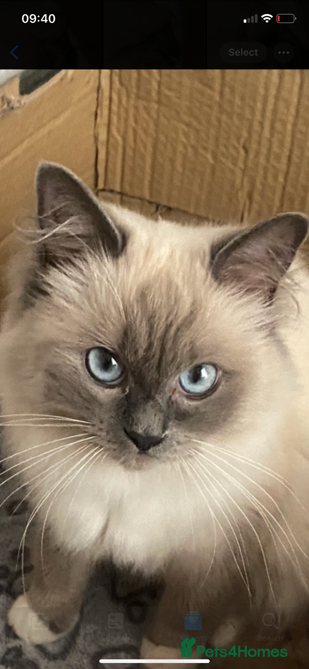 Ragdoll cats for sale: Beautiful female ragdoll - Image 2