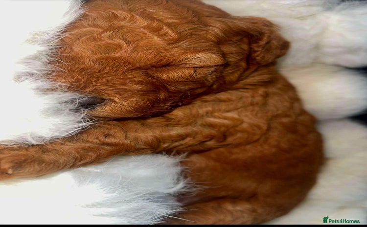 Cockapoo dogs - Advert 6