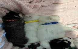 Pomsky dogs for sale: F4 beautiful puppy pomskie blue eyes - Image 7