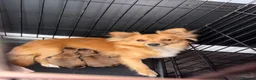 Mixed Breed dogs for sale: Beautiful babies ready to reserve! - Advert 1
