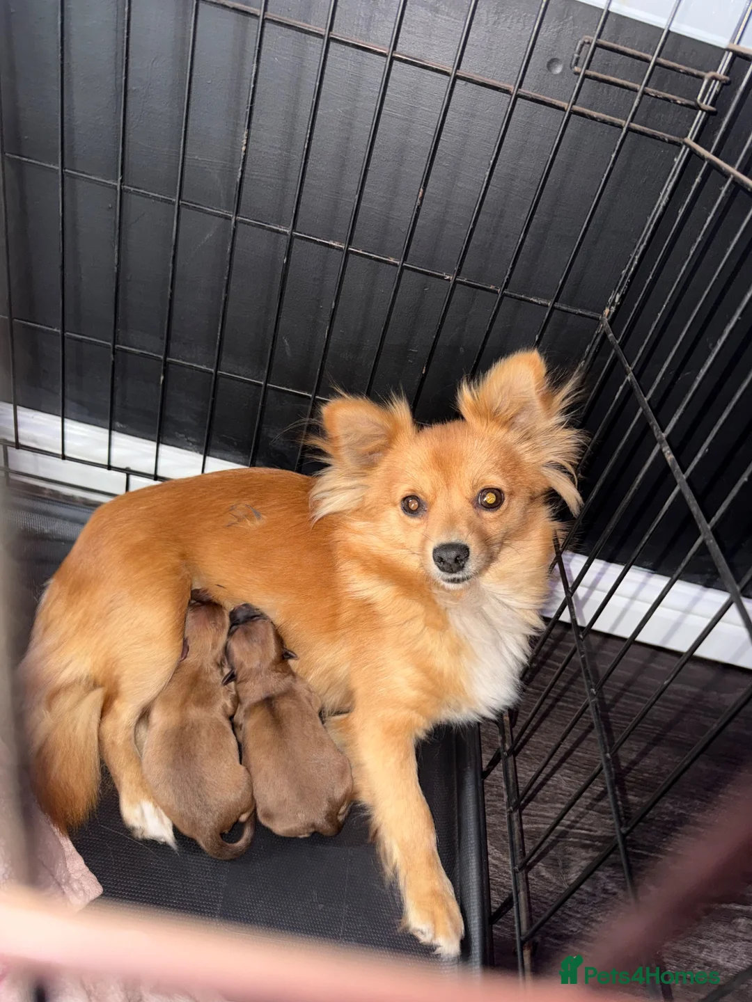 Mixed Breed dogs for sale: Beautiful babies ready to reserve! - Advert 1
