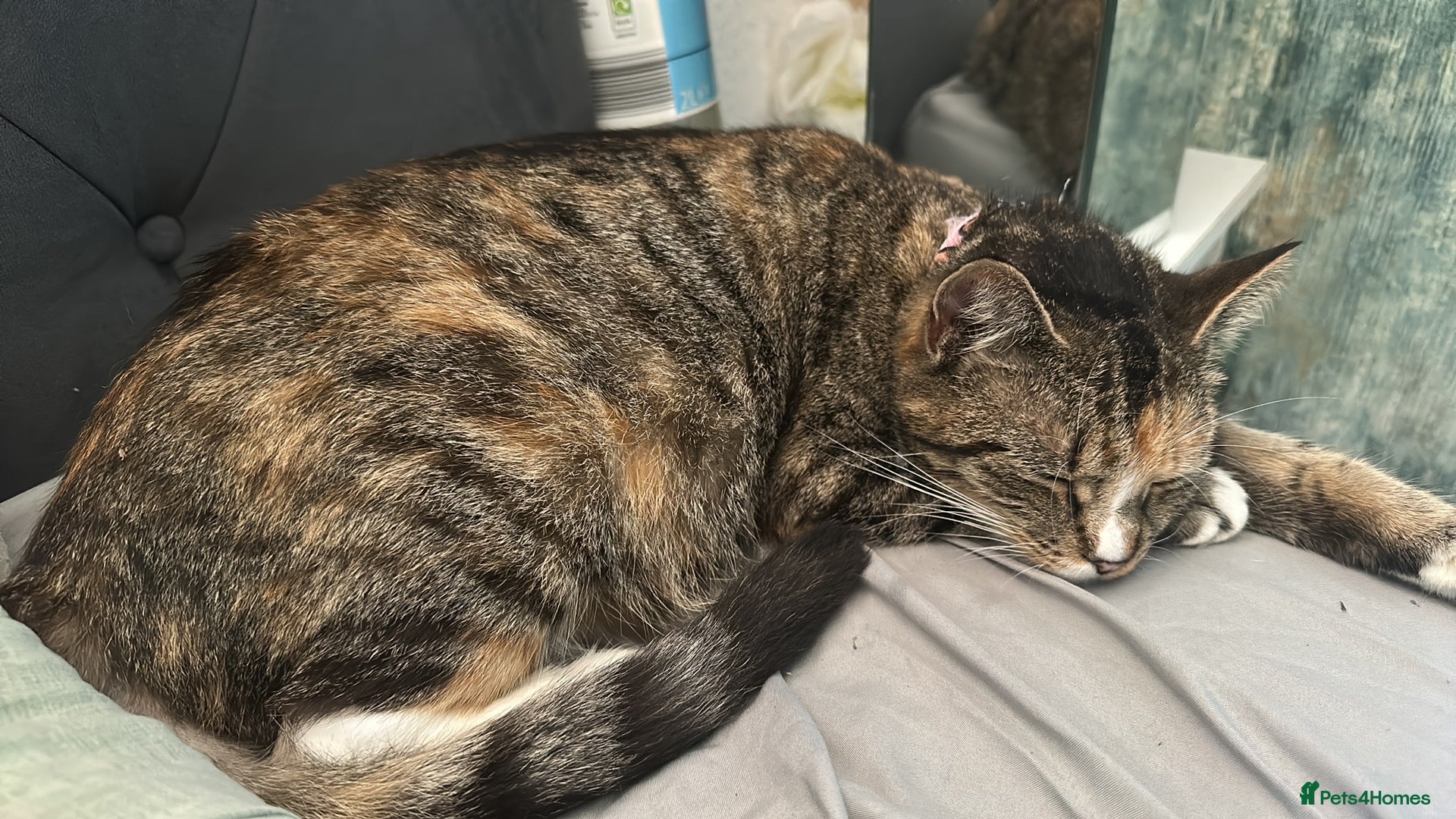 Mixed Breed cats Mixed breed cat  in Walsall - Advert 1