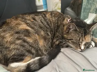 Mixed Breed cats Mixed breed cat in Walsall - Advert 1