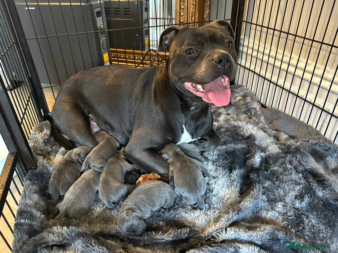 Staffordshire Bull Terrier dogs for sale: Staffordshire Bull Terrier Pups for Sale 🩶 - Advert 10