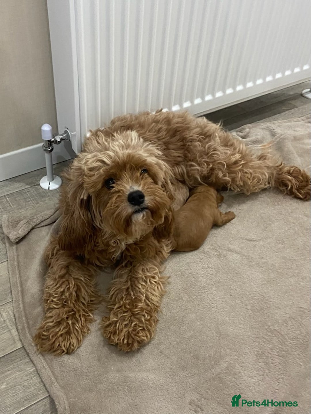 Cavapoo dogs for sale: F1 Cavapoo puppy Health Tested parents  - Advert 1