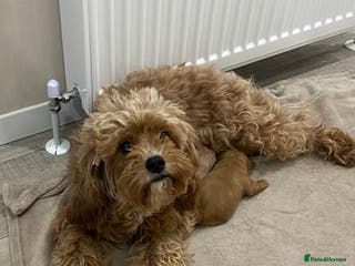 Cavapoo dogs F1 Cavapoo puppy Health Tested parents - Advert 2