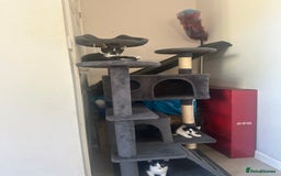 Domestic Shorthair cats for sale: Gorgeous traditional Black and white kittens  - Image 23