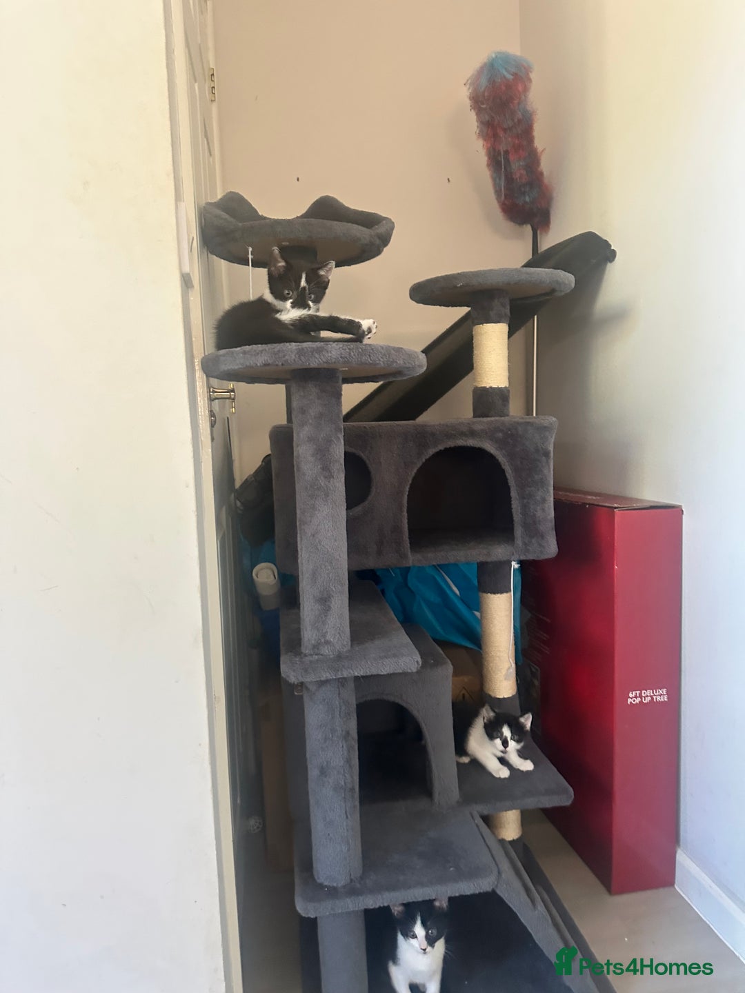 Domestic Shorthair cats for sale: Gorgeous traditional Black and white kittens  - Image 23