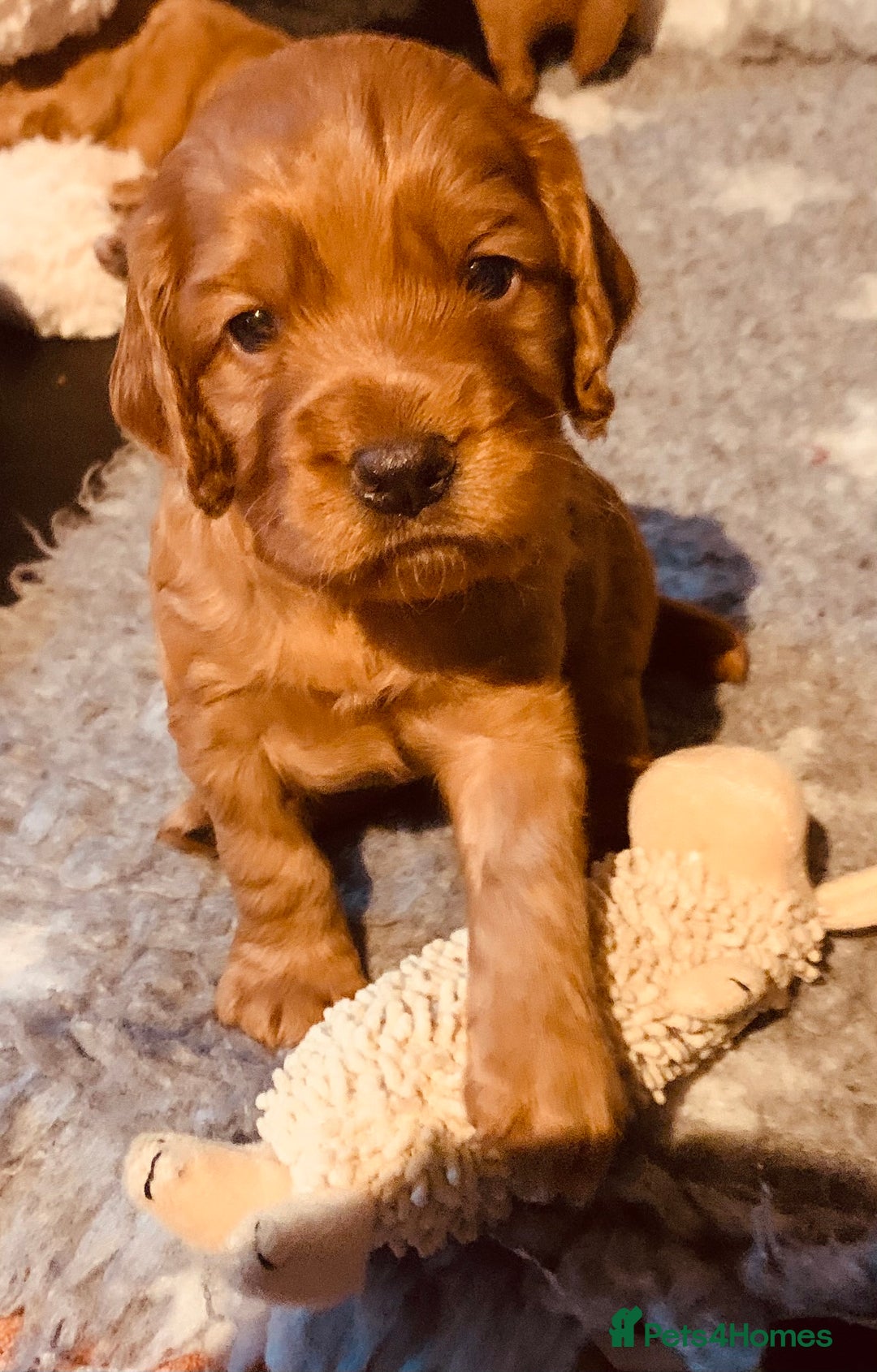 Cocker Spaniel dogs for sale: Gorgeous WCS pups - Image 12