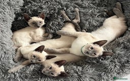 Siamese cats for sale: Blue Point Siamese  - Image 1