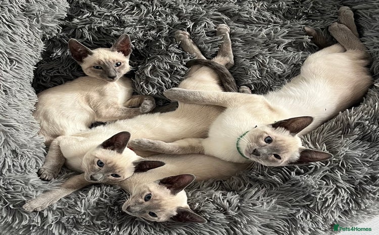 Siamese cats - Advert 2
