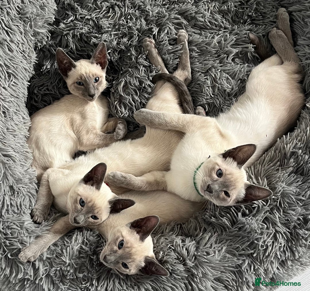 Siamese cats for sale: Blue Point Siamese  - Image 1