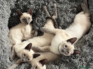 Siamese cats - Advert 26