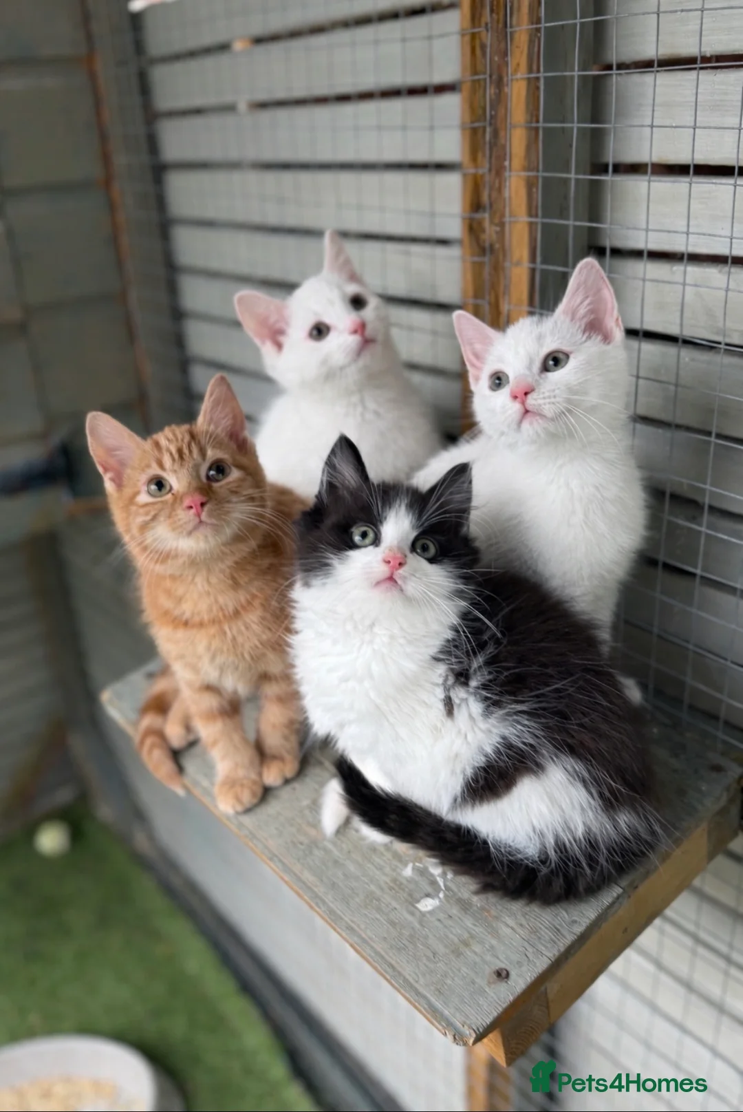 Mixed Breed cats for sale: Bsh x kittens  - Advert 1