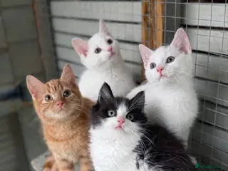 Mixed Breed cats Bsh x kittens - Advert 1